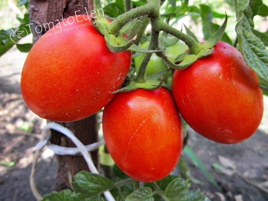 Health Kick Seeds of Tomatoes Heirloom TomatoEden Site